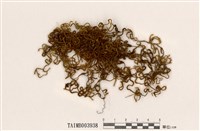 藏品(垂苔)的圖片